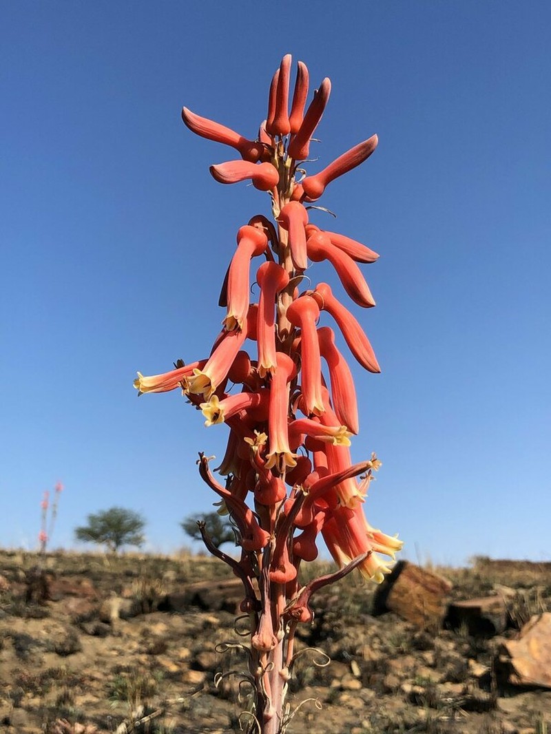 Aloe longibracteata photo 3