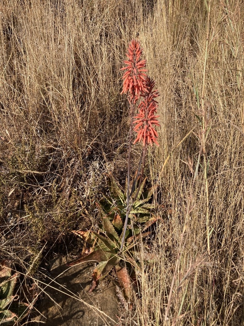 Aloe longibracteata photo 4