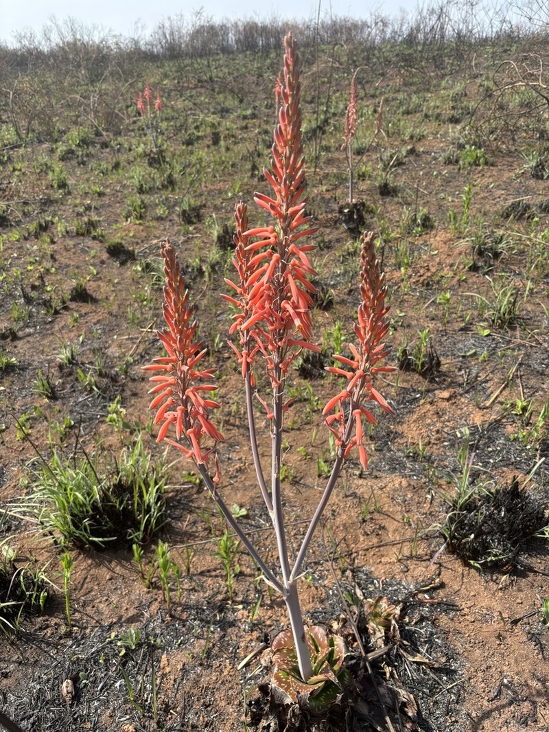 Aloe longibracteata photo 5