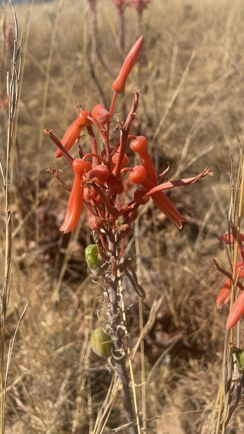 Aloe longibracteata photo 6