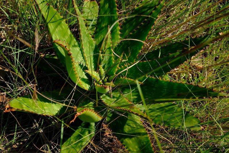 Aloe longibracteata photo 7