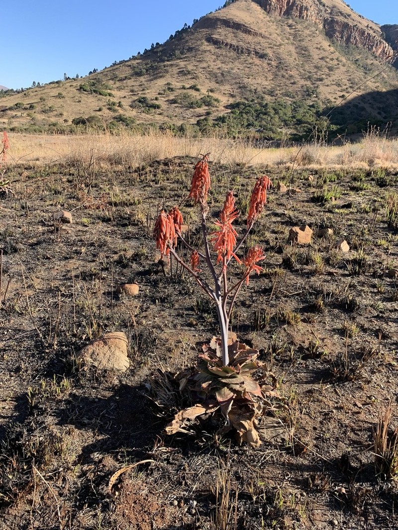 Aloe longibracteata photo 8