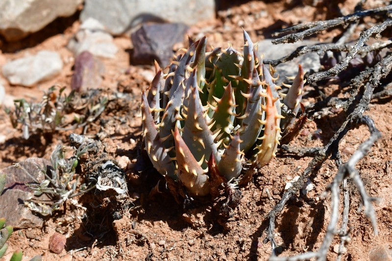 Aloe longistyla