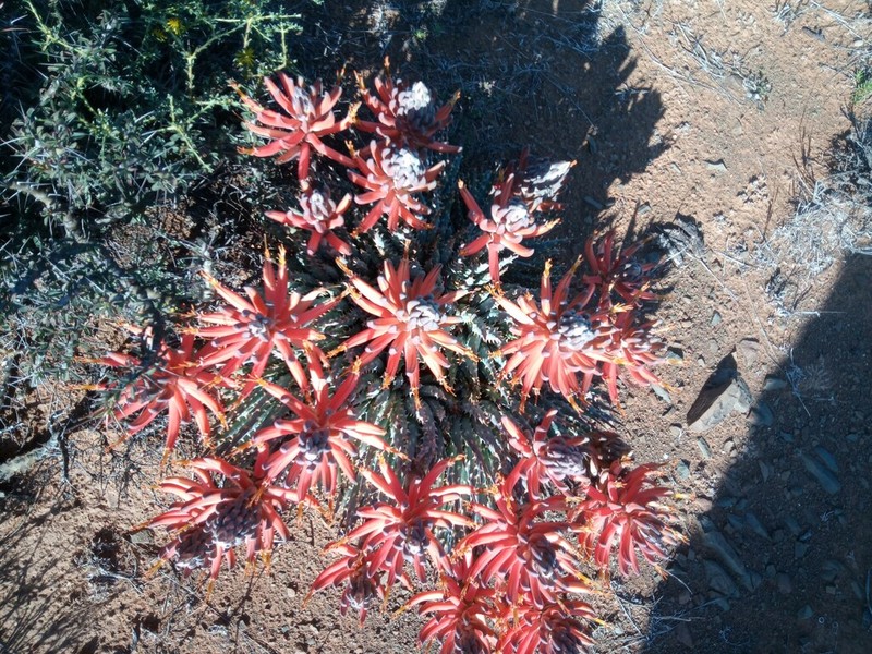 Aloe longistyla photo 2