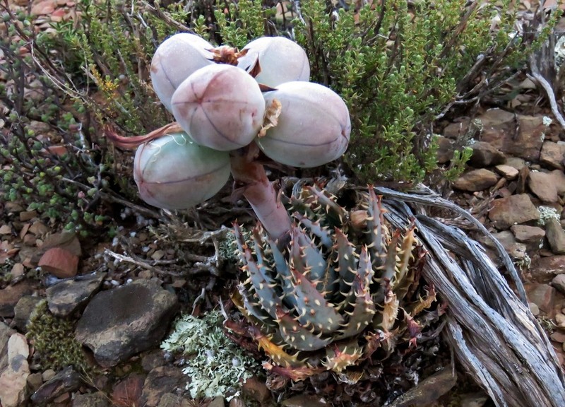 Aloe longistyla photo 3