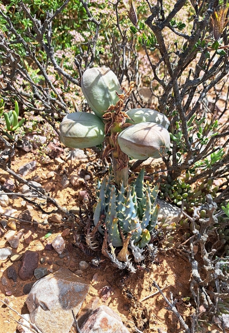 Aloe longistyla photo 4