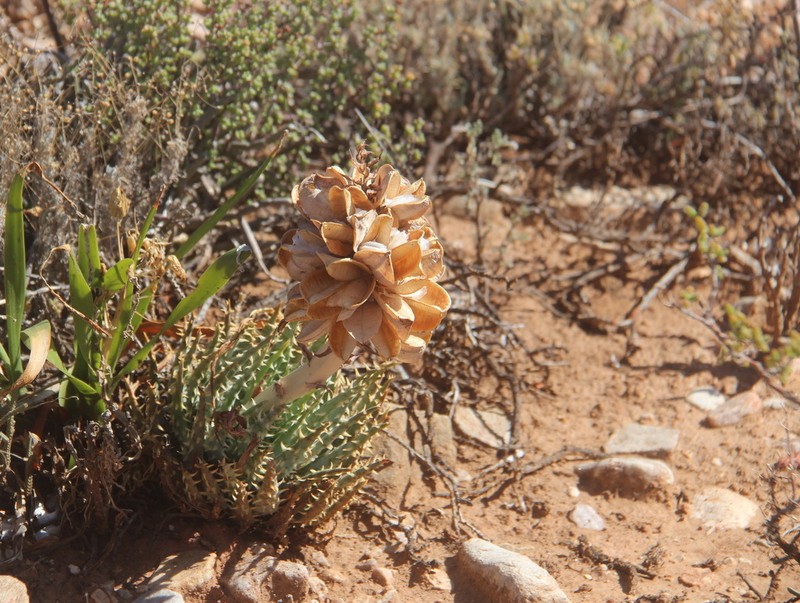 Aloe longistyla photo 5