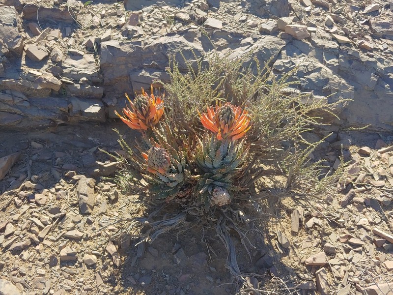 Aloe longistyla photo 6