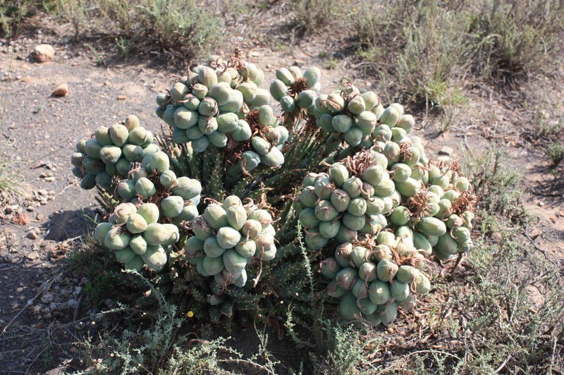 Aloe longistyla photo 7