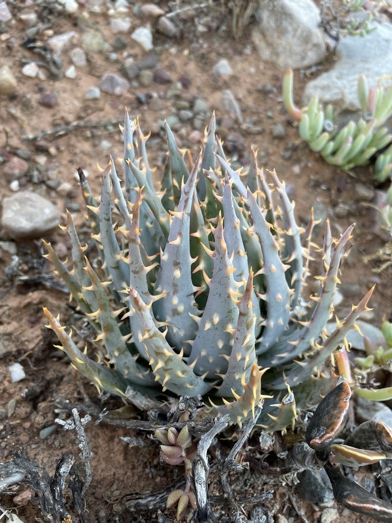 Aloe longistyla photo 8