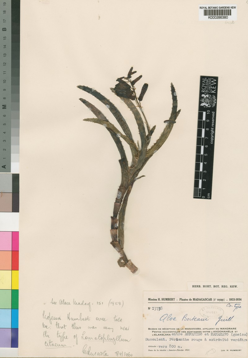 Aloe lucile-allorgeae