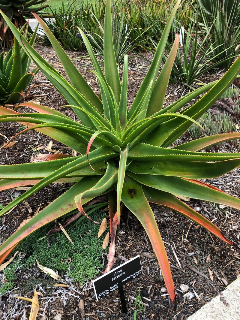 Aloe lukeana
