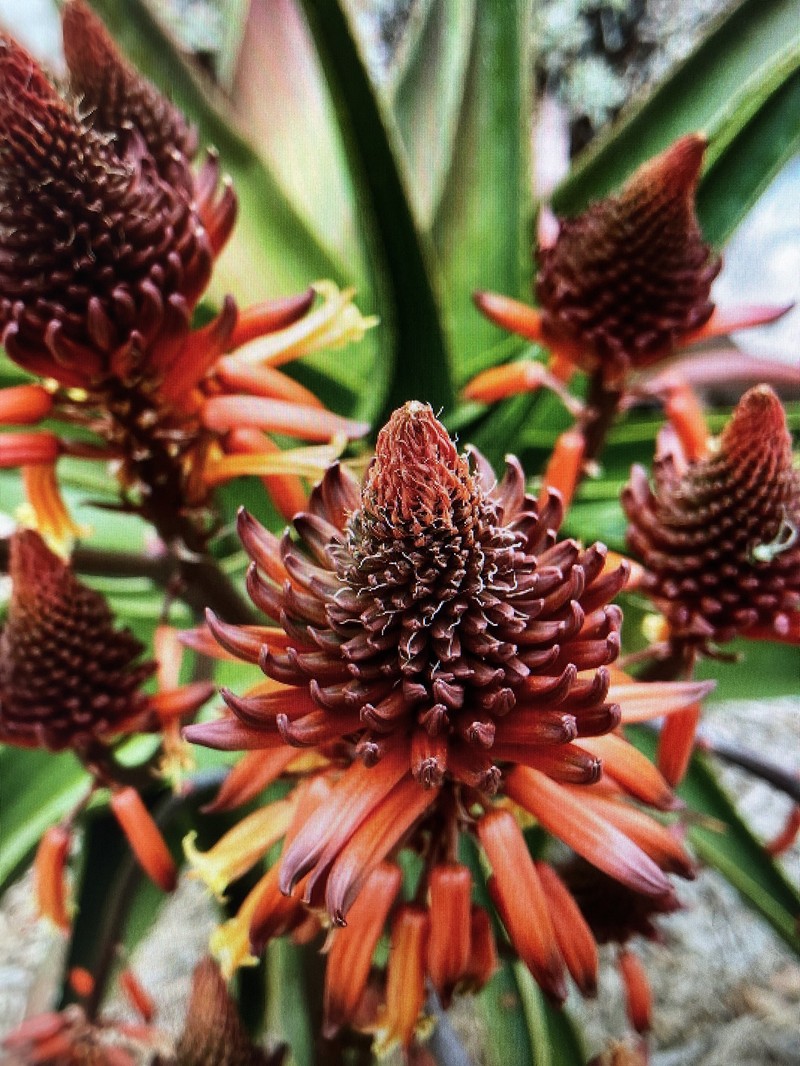Aloe lukeana photo 2