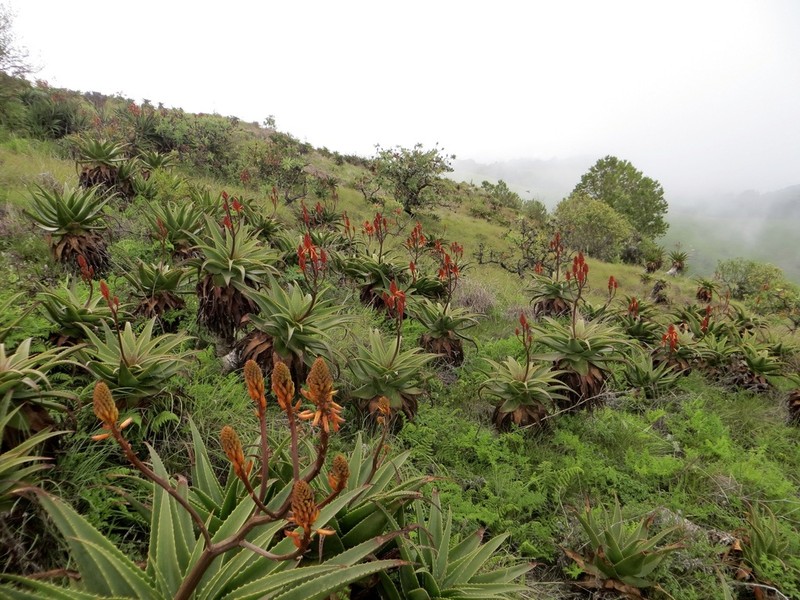 Aloe lukeana photo 3