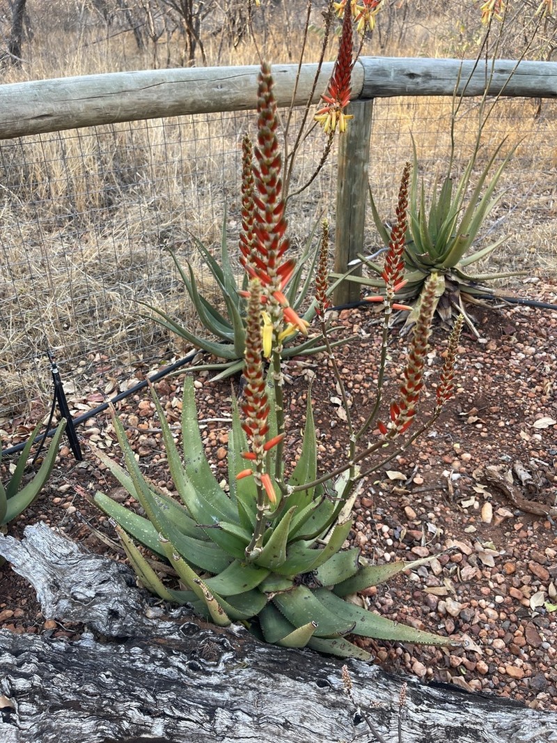 Aloe lutescens photo 2