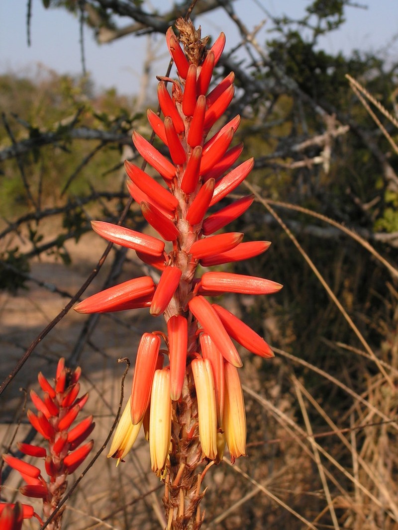 Aloe lutescens photo 3