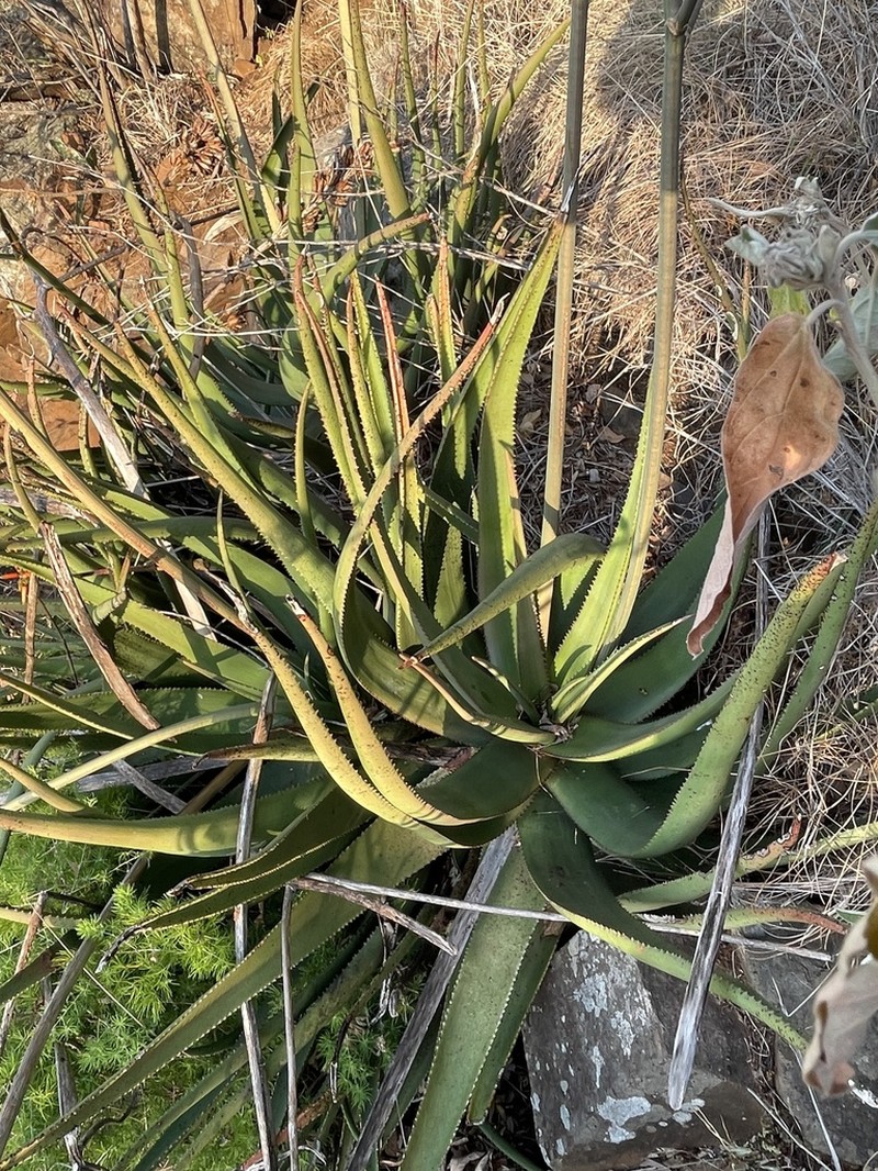 Aloe lutescens photo 4