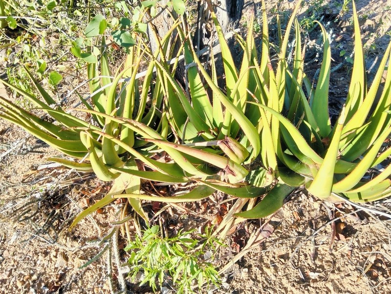 Aloe lutescens photo 5