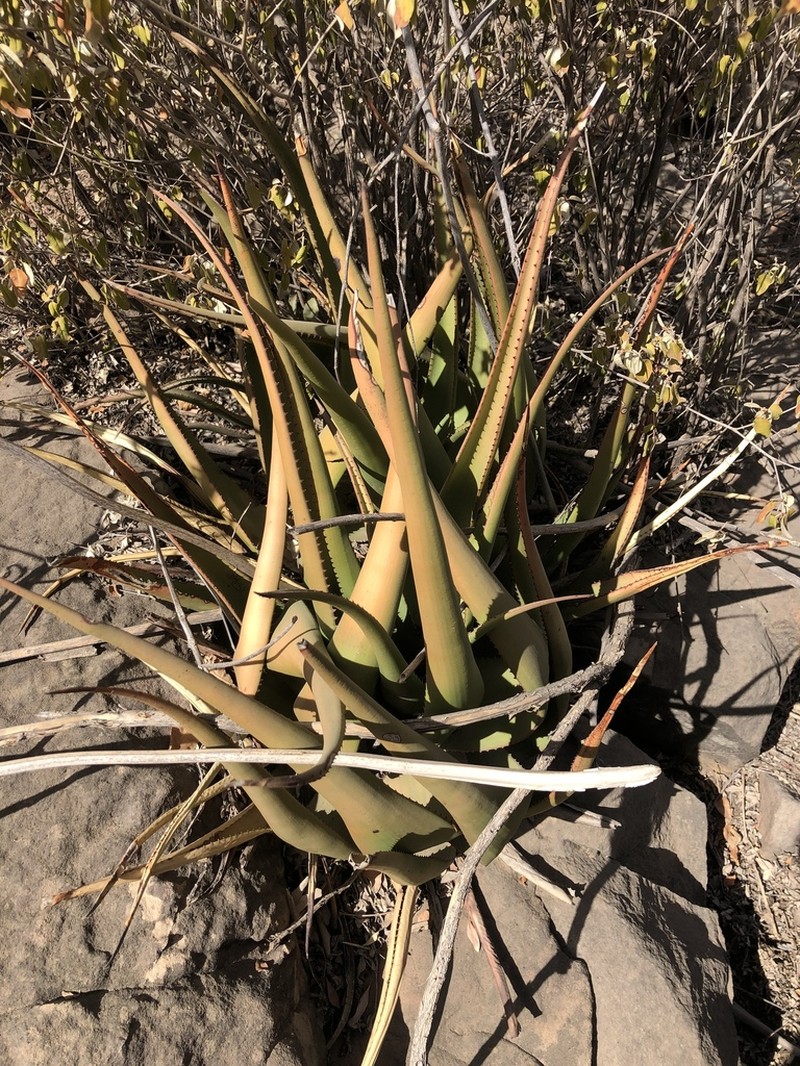 Aloe lutescens photo 6