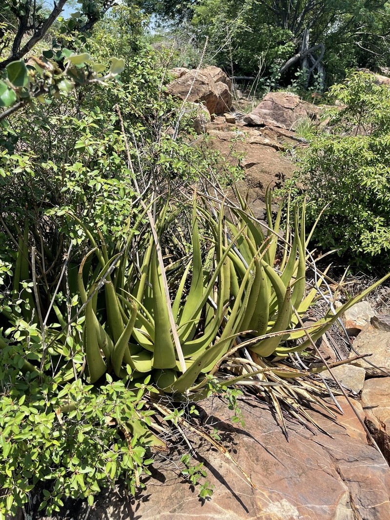 Aloe lutescens photo 7