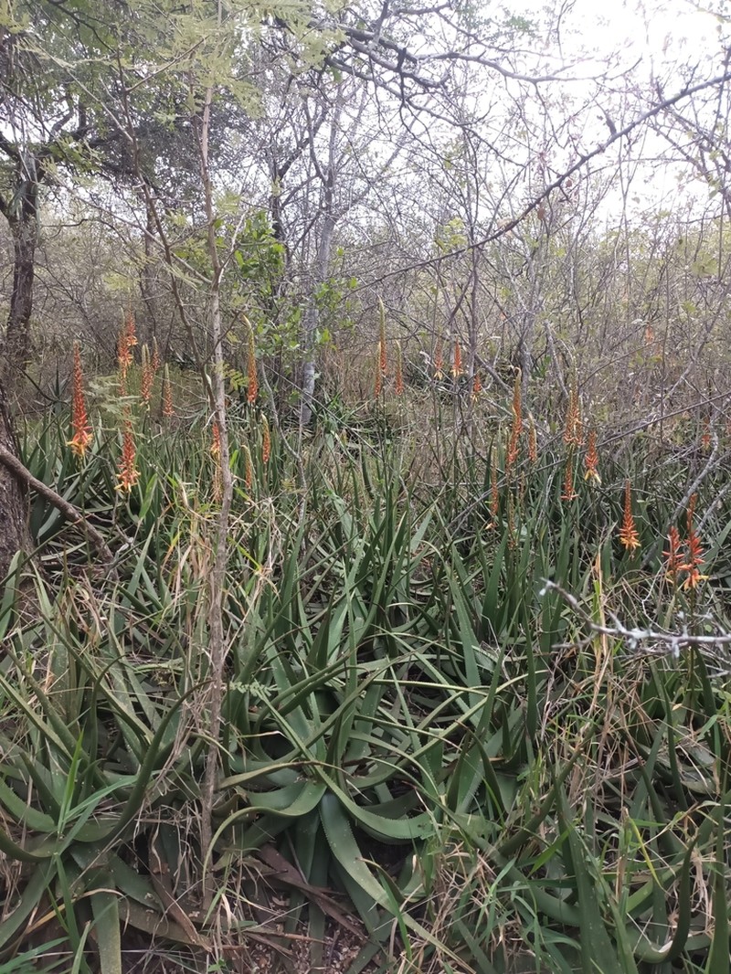 Aloe lutescens photo 8