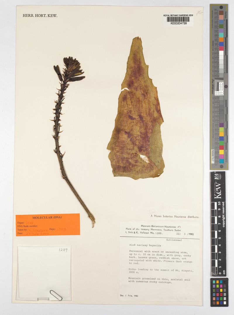 Aloe macleayi