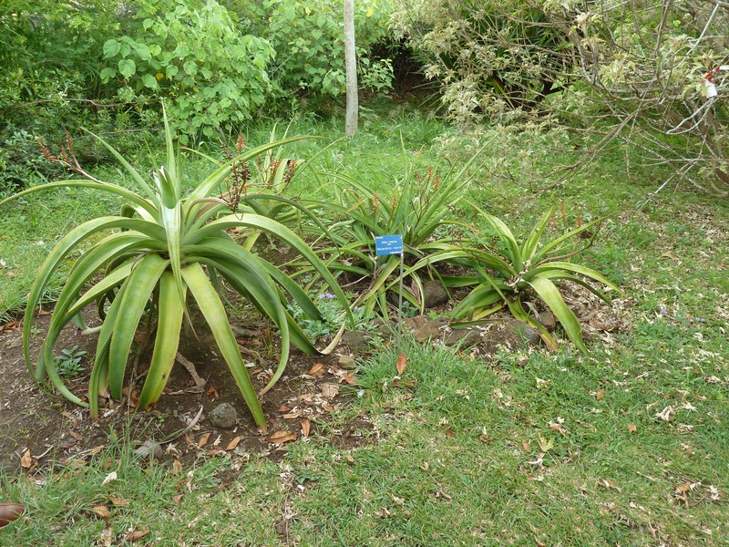 Aloe macra