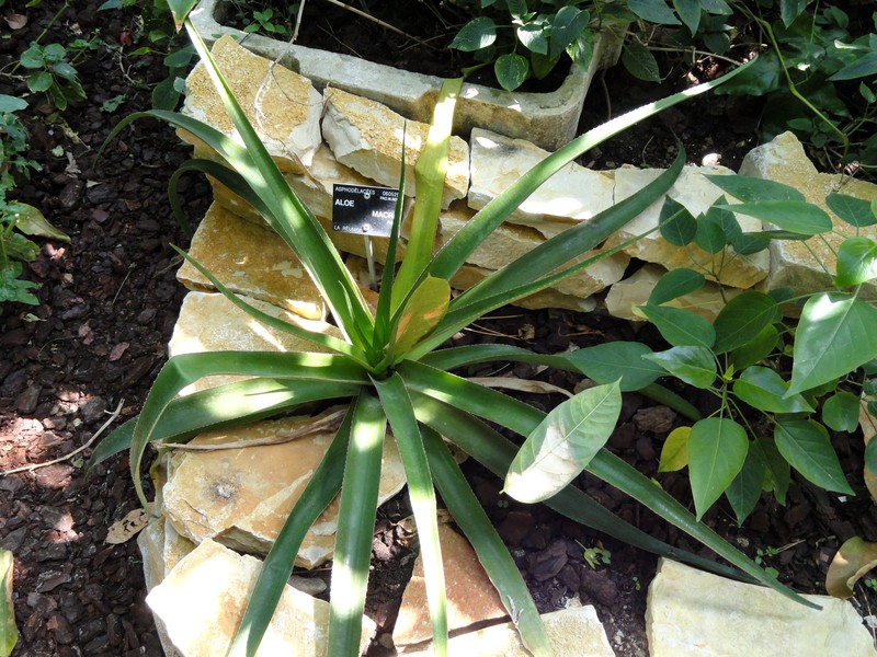 Aloe macra photo 2