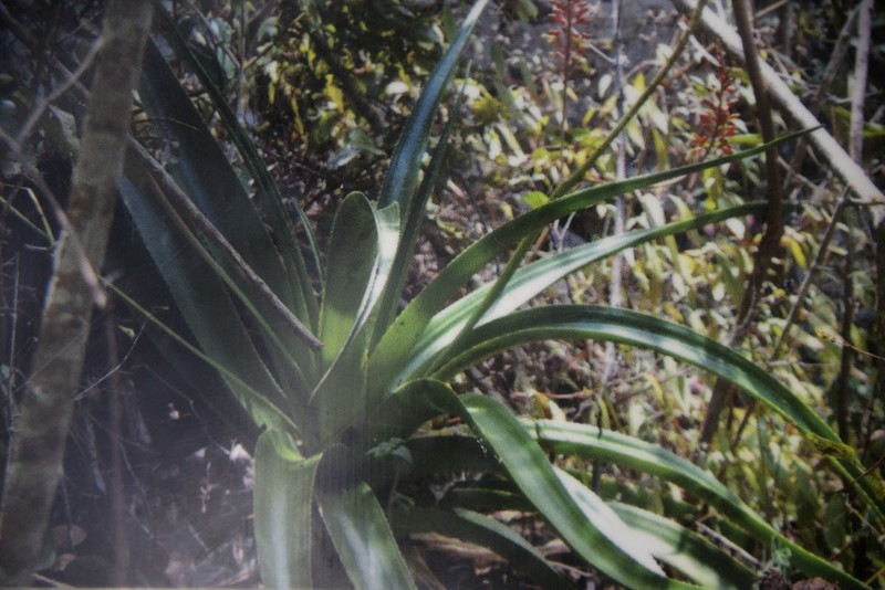 Aloe macra photo 3