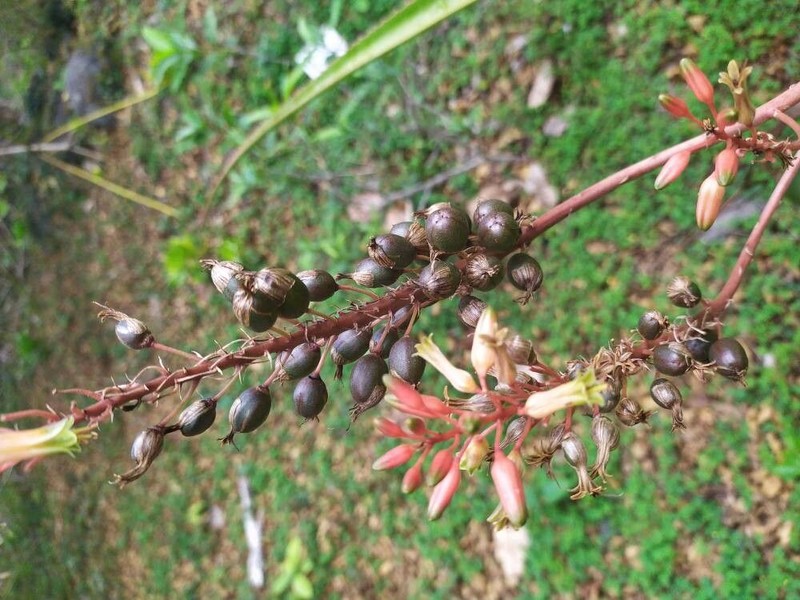 Aloe macra photo 5