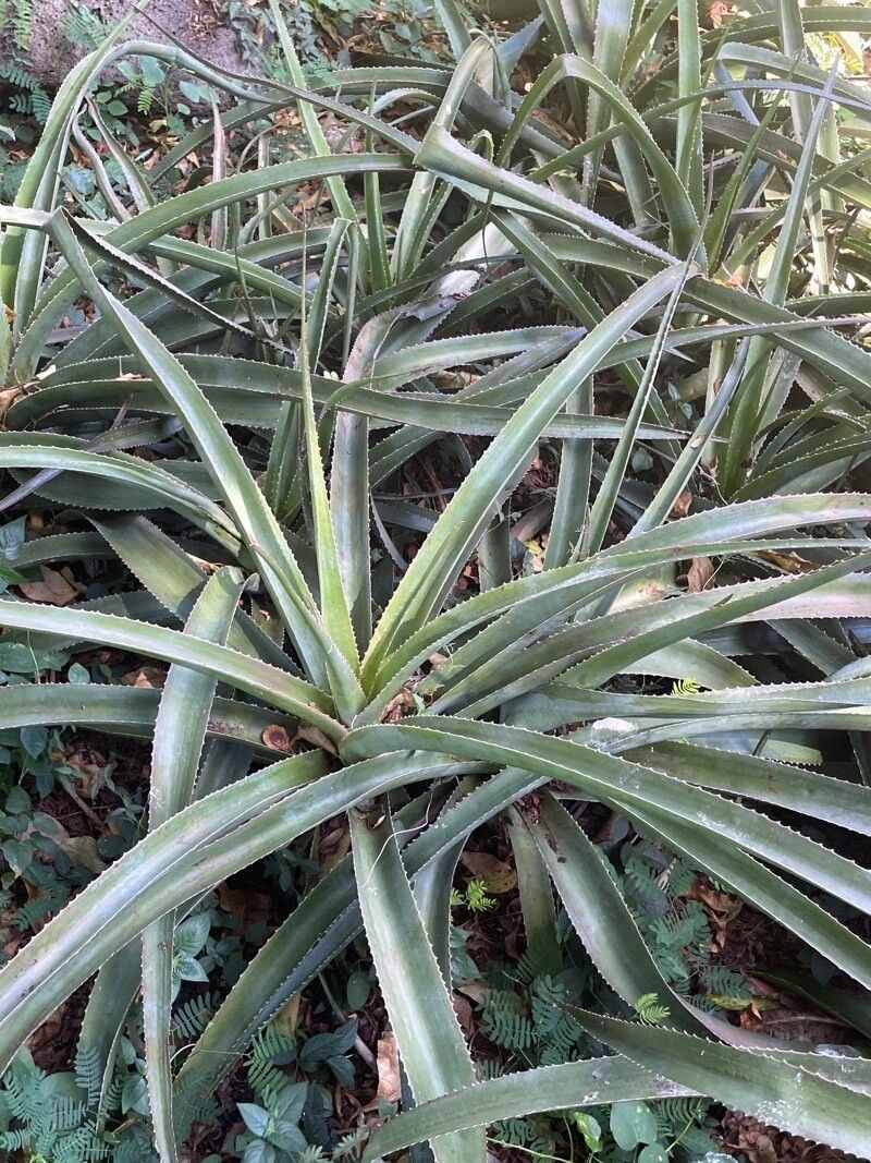 Aloe macra photo 6