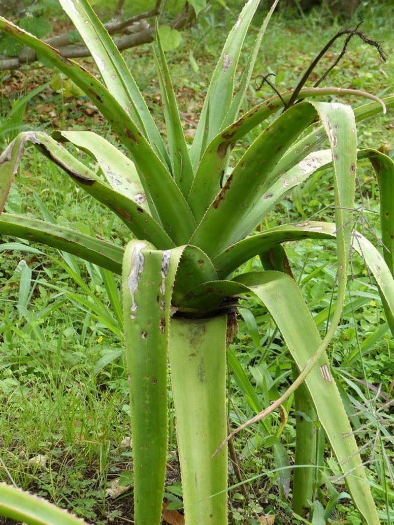 Aloe macra photo 8