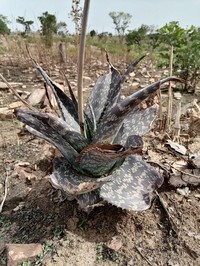 Aloe macrocarpa