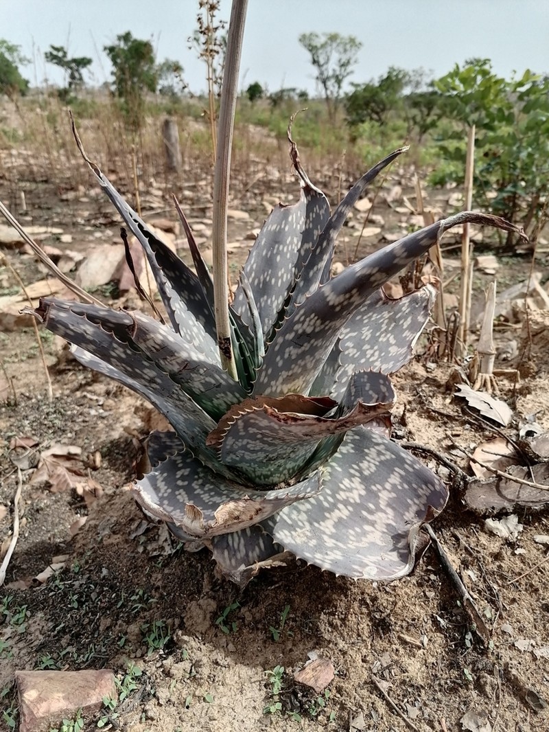Aloe macrocarpa
