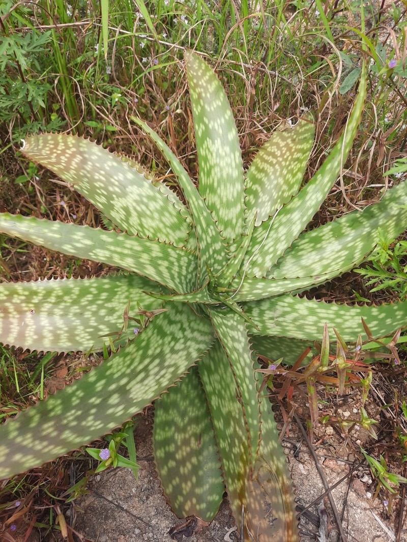 Aloe macrocarpa photo 3