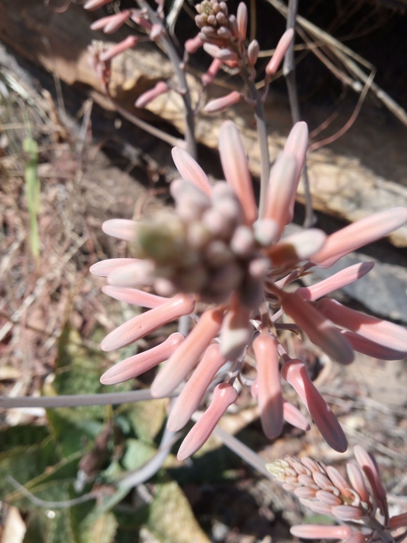 Aloe macrocarpa photo 5
