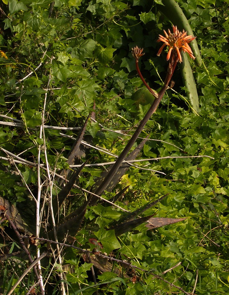 Aloe macrocarpa photo 6