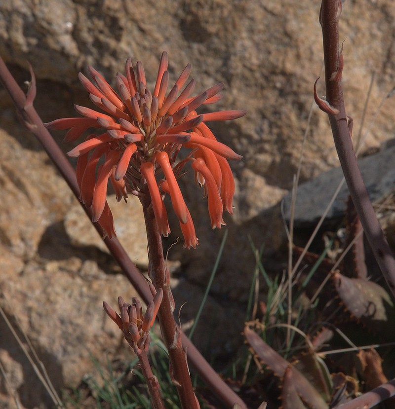 Aloe macrocarpa photo 7