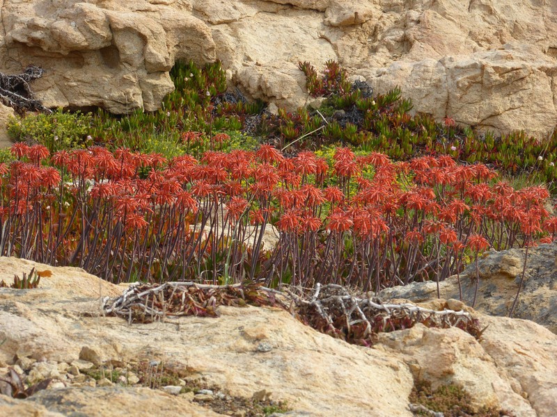 Aloe macrocarpa photo 8
