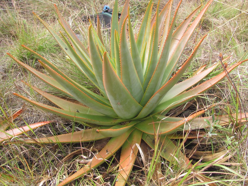 Aloe macroclada