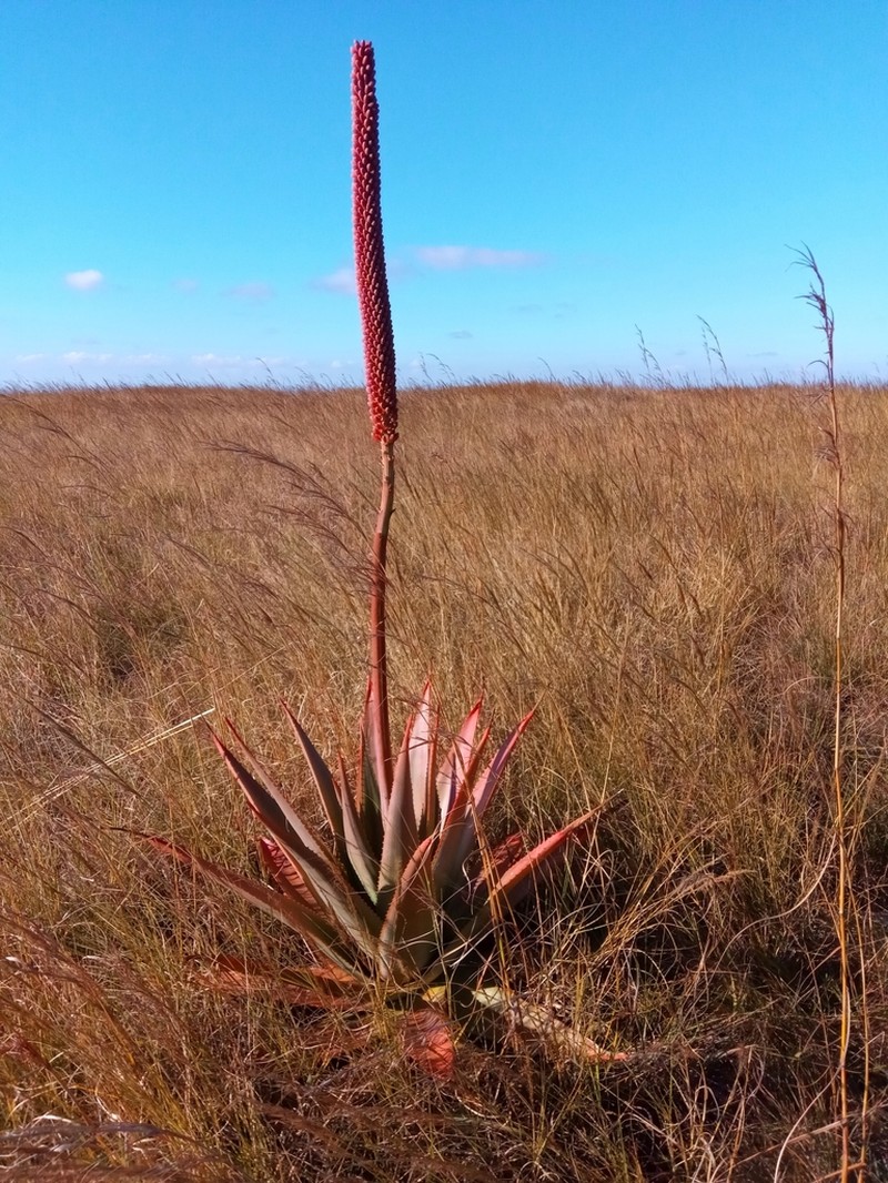 Aloe macroclada photo 2