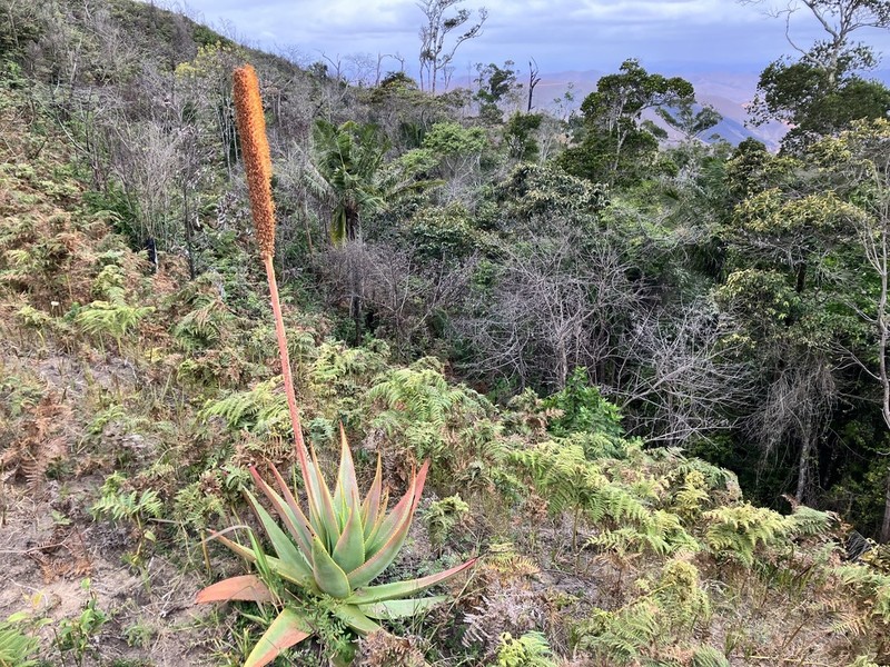 Aloe macroclada photo 3