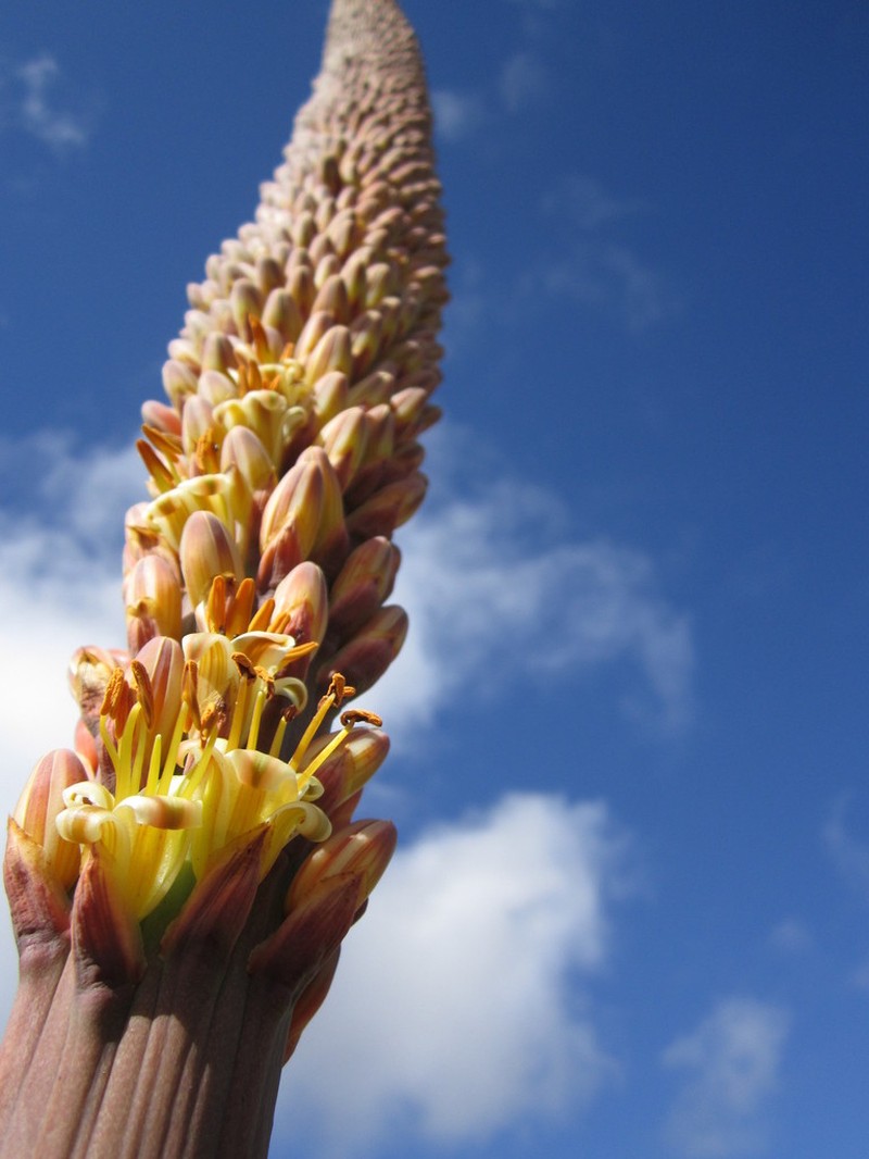 Aloe macroclada photo 4