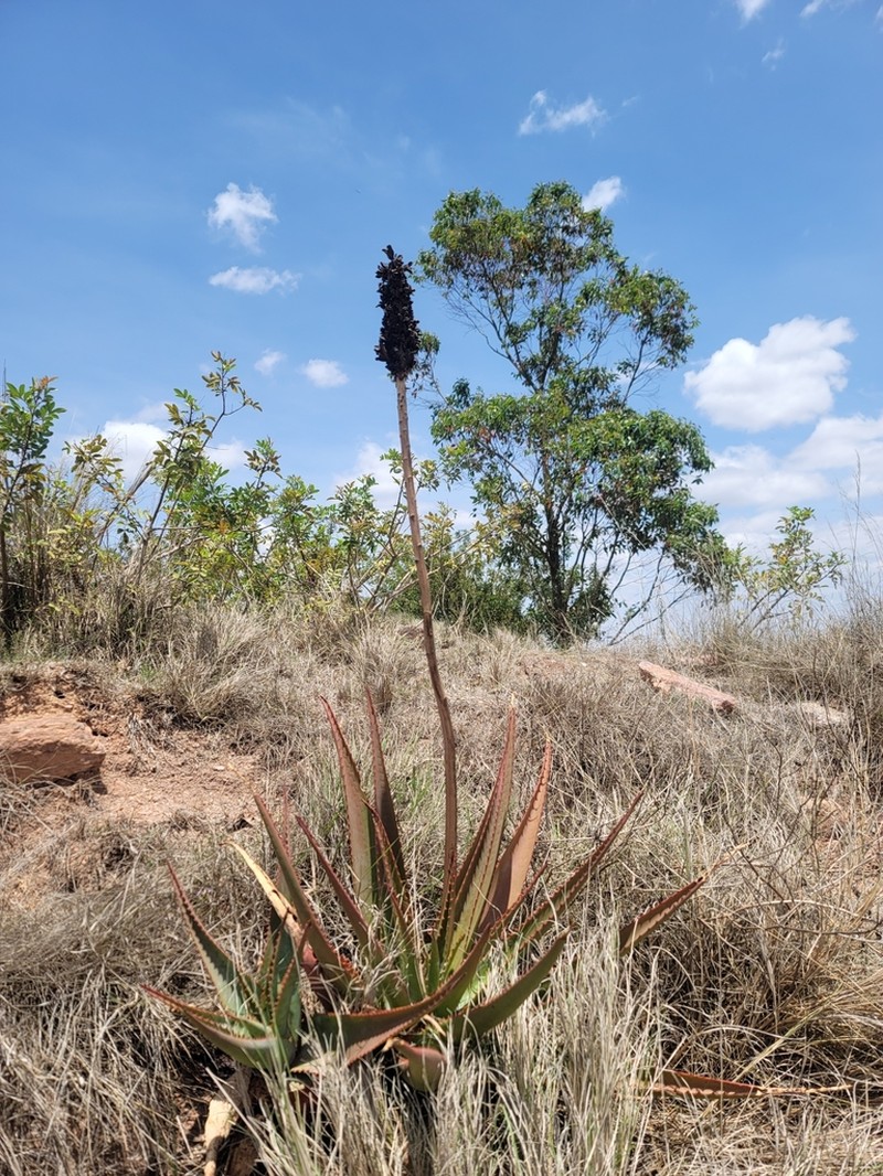 Aloe macroclada photo 5