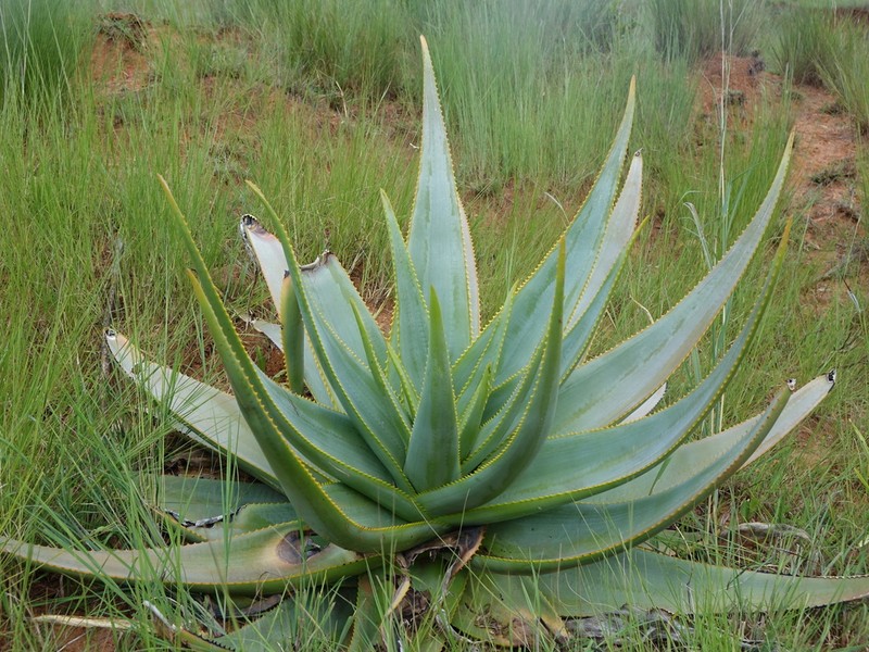 Aloe macroclada photo 6