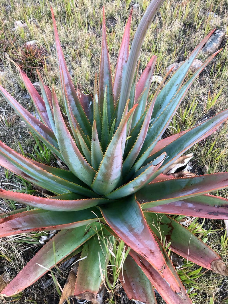 Aloe macroclada photo 7