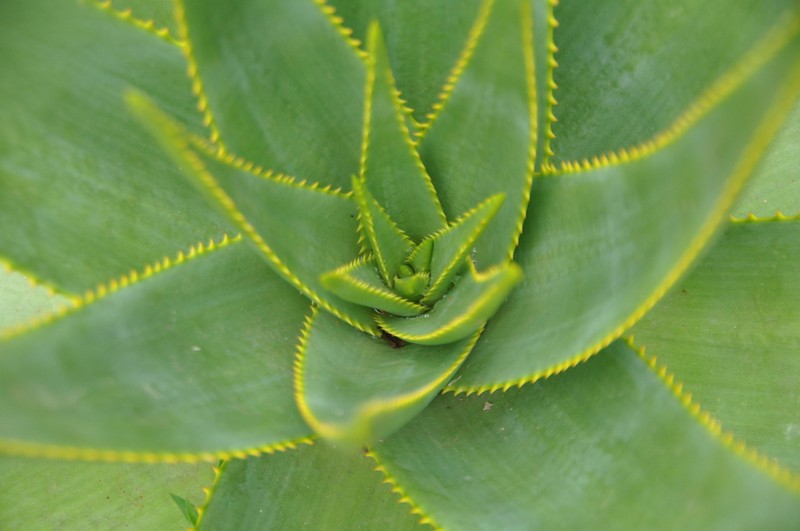 Aloe macroclada photo 8