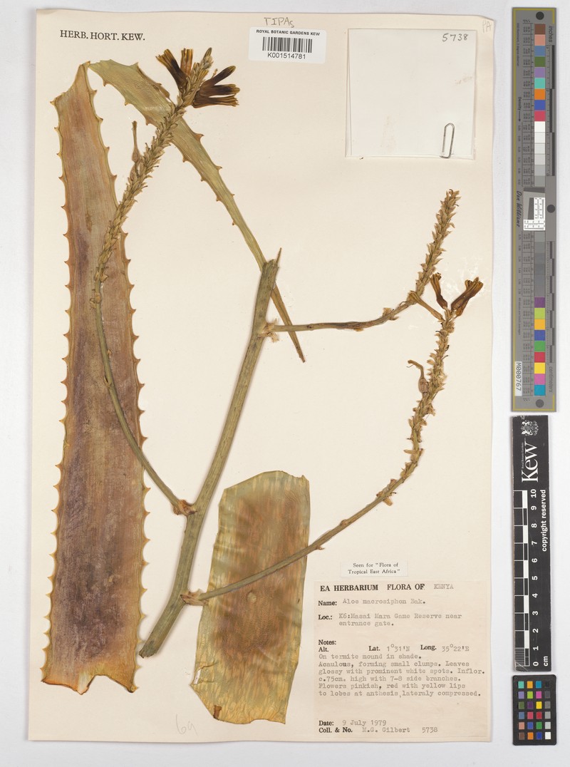 Aloe macrosiphon