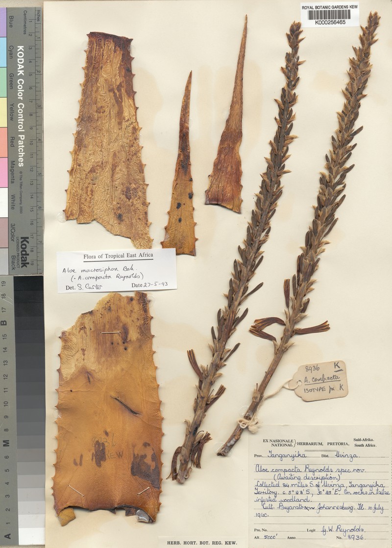 Aloe macrosiphon photo 2