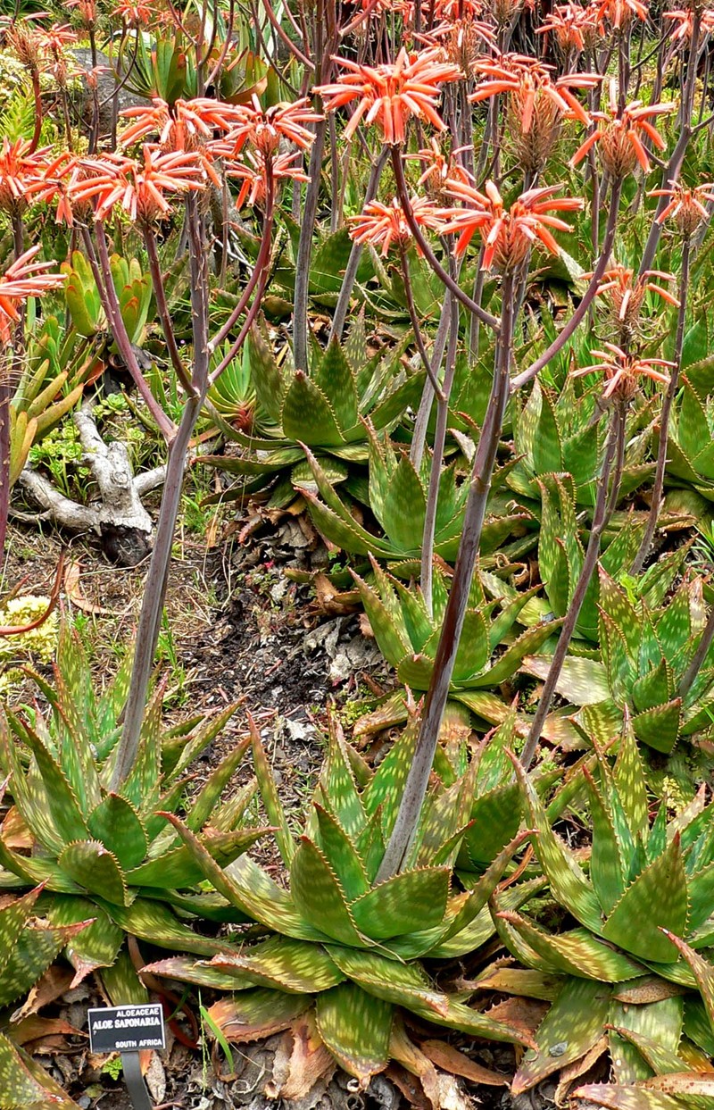 Aloe maculata